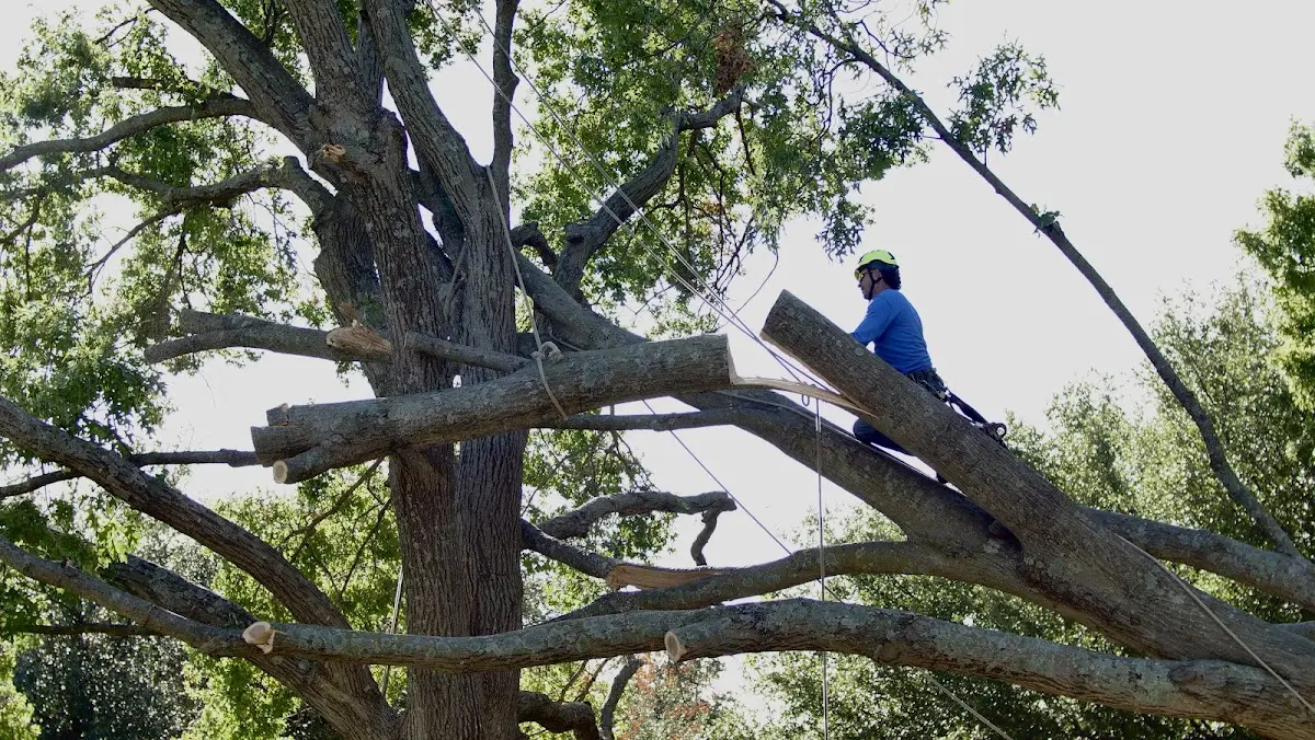 Professional Crown Thinning performed by certified arborists in Greenwich