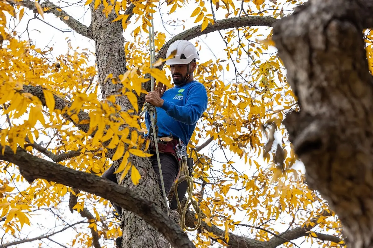 Skilled Tree Trimming crew working in Greenwich