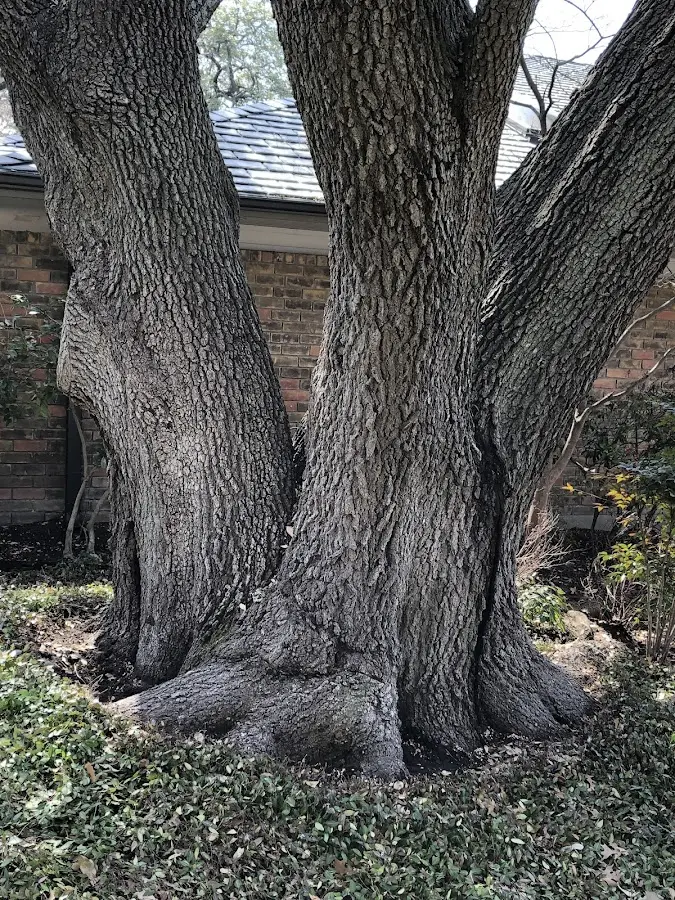 Mature heritage tree close to a Greenwich property cared for by certified arborists